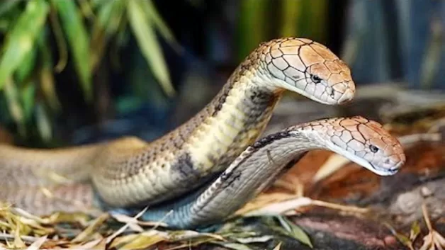 Jun88 - Mơ thấy 2 con rắn: Giải mã giấc mơ và ý nghĩa tiềm ẩn Mơ thấy 2 con rắn cắn nhau