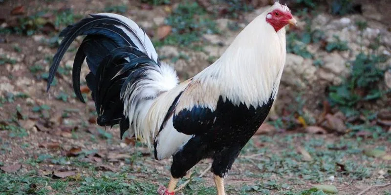 Bí quyết Om nghệ + rượu thuốc 21 ngày – da dày chịu cựa sắt