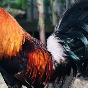 Nuôi Gà Đá Thả Vườn – Bí Quyết Tạo Thần Kê Tự Nhiên Jun88