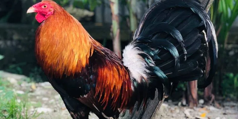 Nuôi gà đá thả vườn cần lựa chọn giống